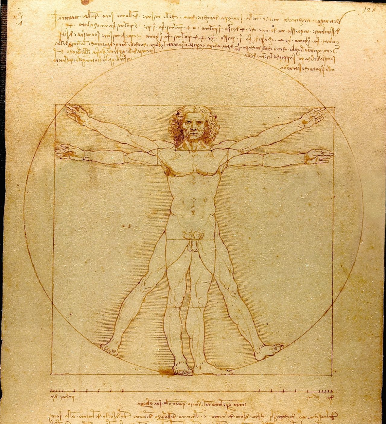 Vitruvian Man da Vinci 